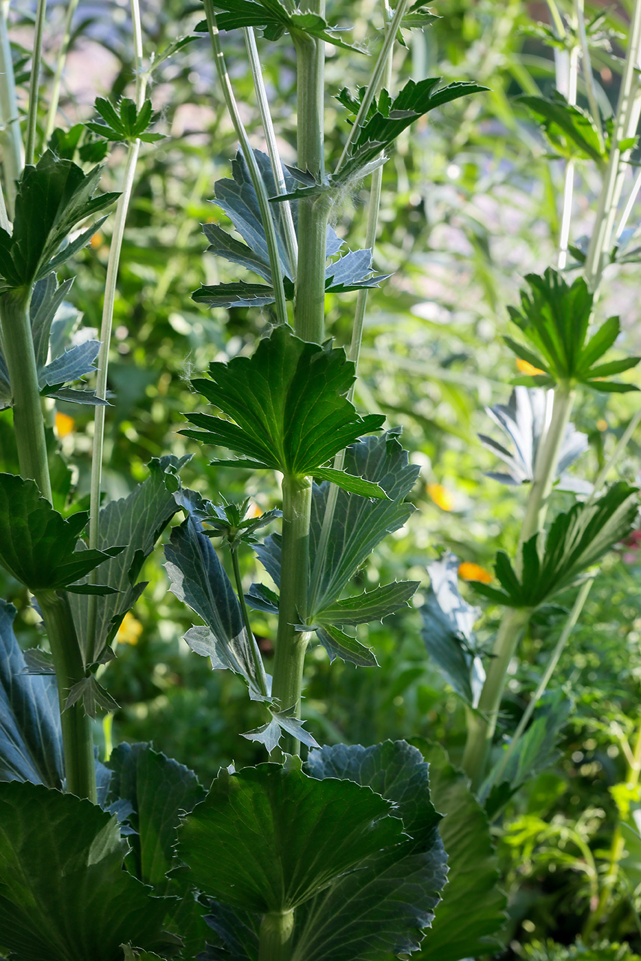 Изображение особи Eryngium planum.