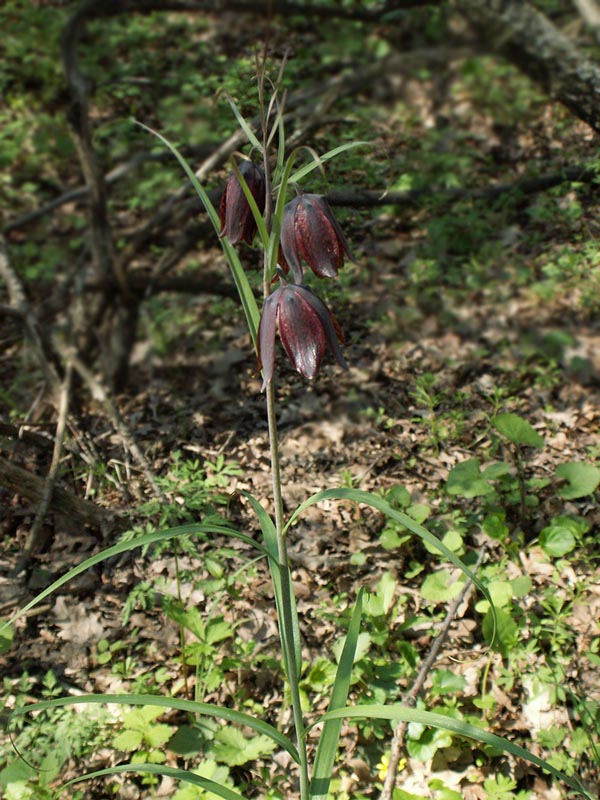 Image of Fritillaria ruthenica specimen.