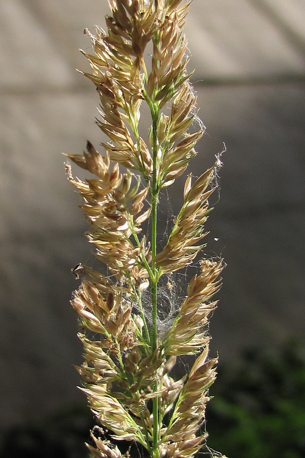 Изображение особи Phalaroides arundinacea.