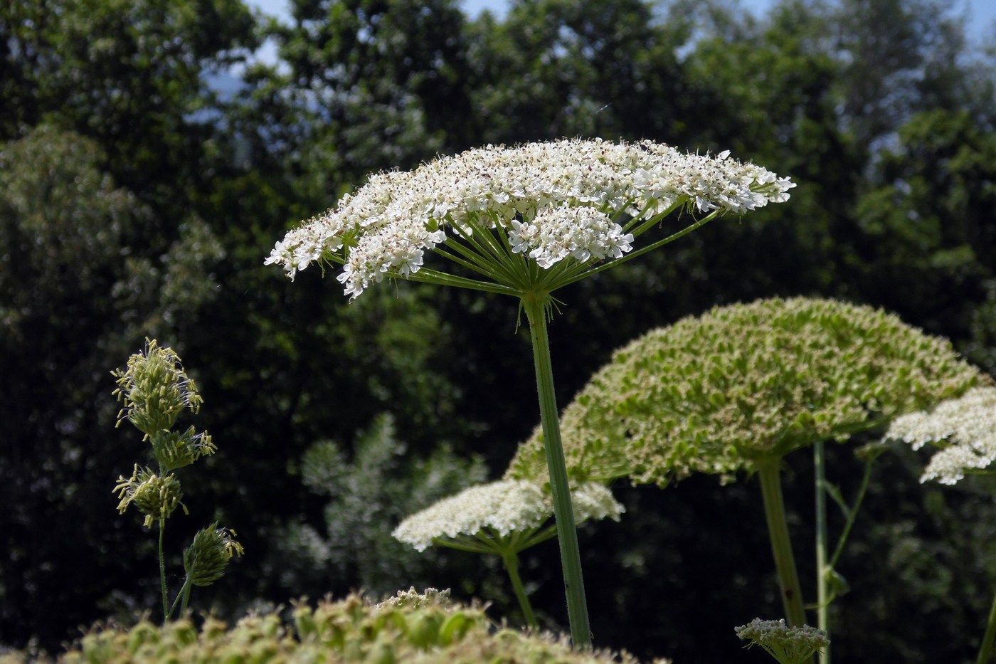 Image of Heracleum stevenii specimen.