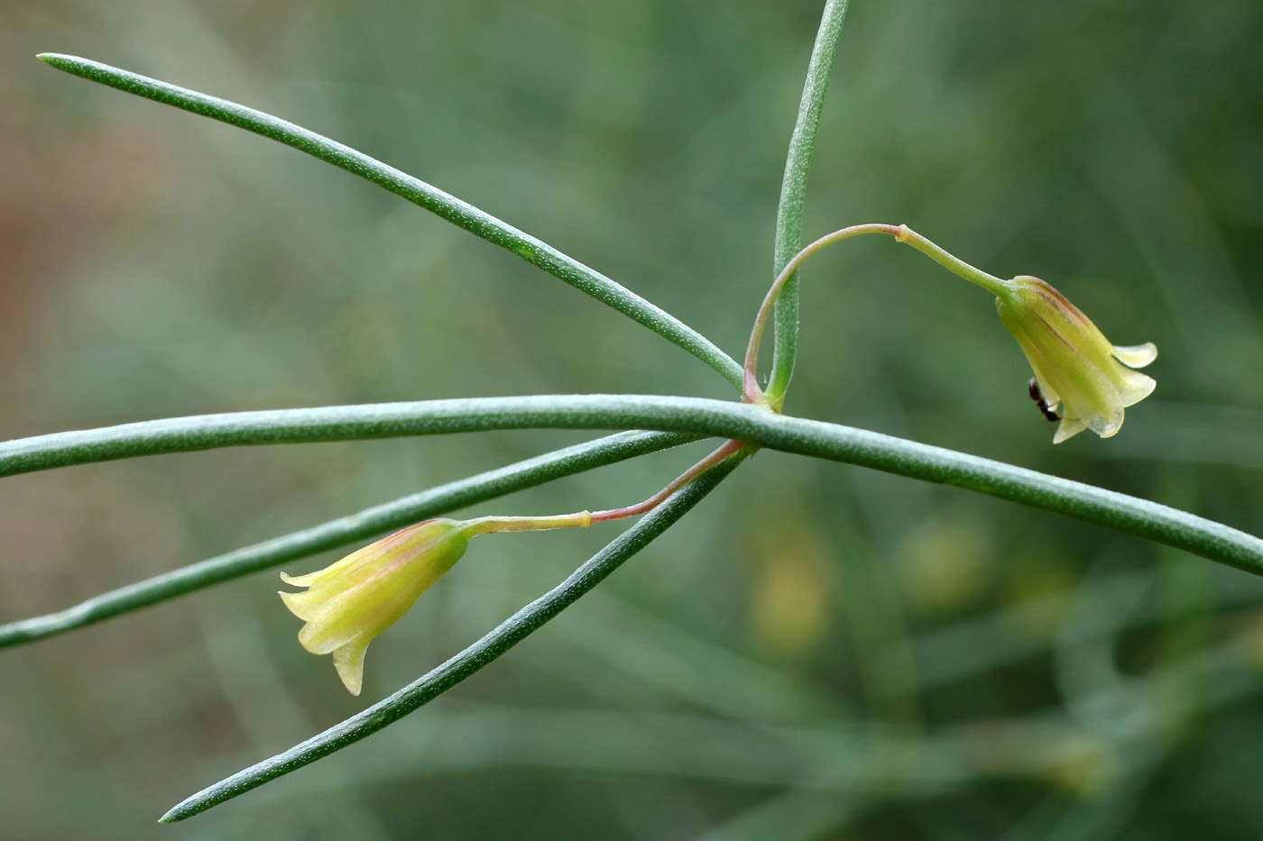 Image of Asparagus brachyphyllus specimen.