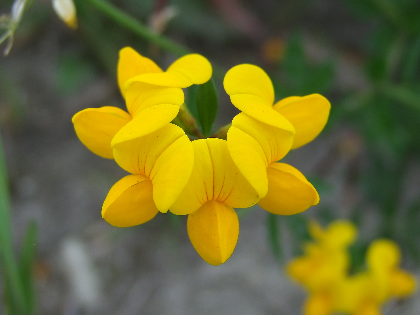 Image of Lotus corniculatus specimen.