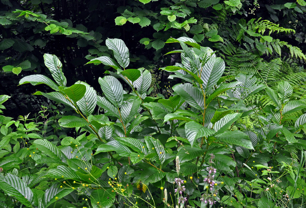 Image of Rhamnus alpina ssp. fallax specimen.