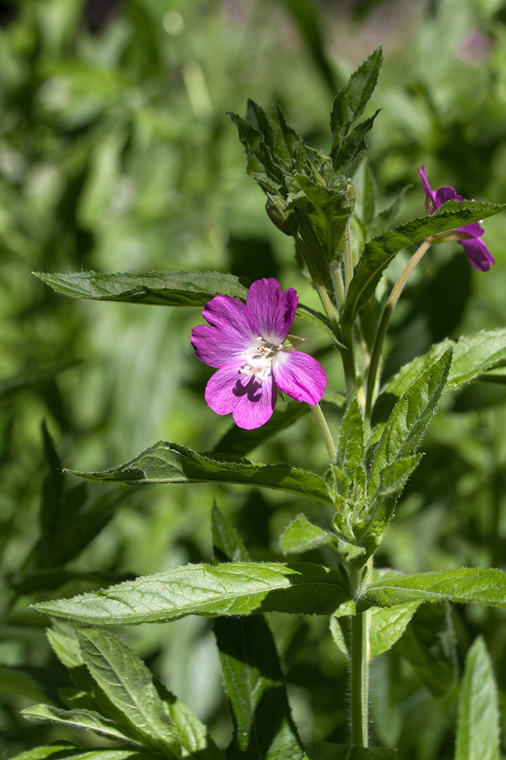 Image of Epilobium hirsutum specimen.