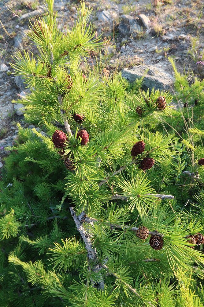 Image of Larix sibirica specimen.