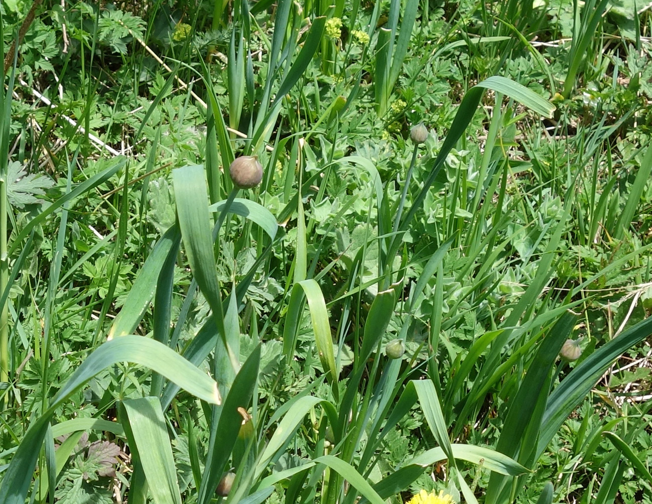 Изображение особи Allium amblyophyllum.