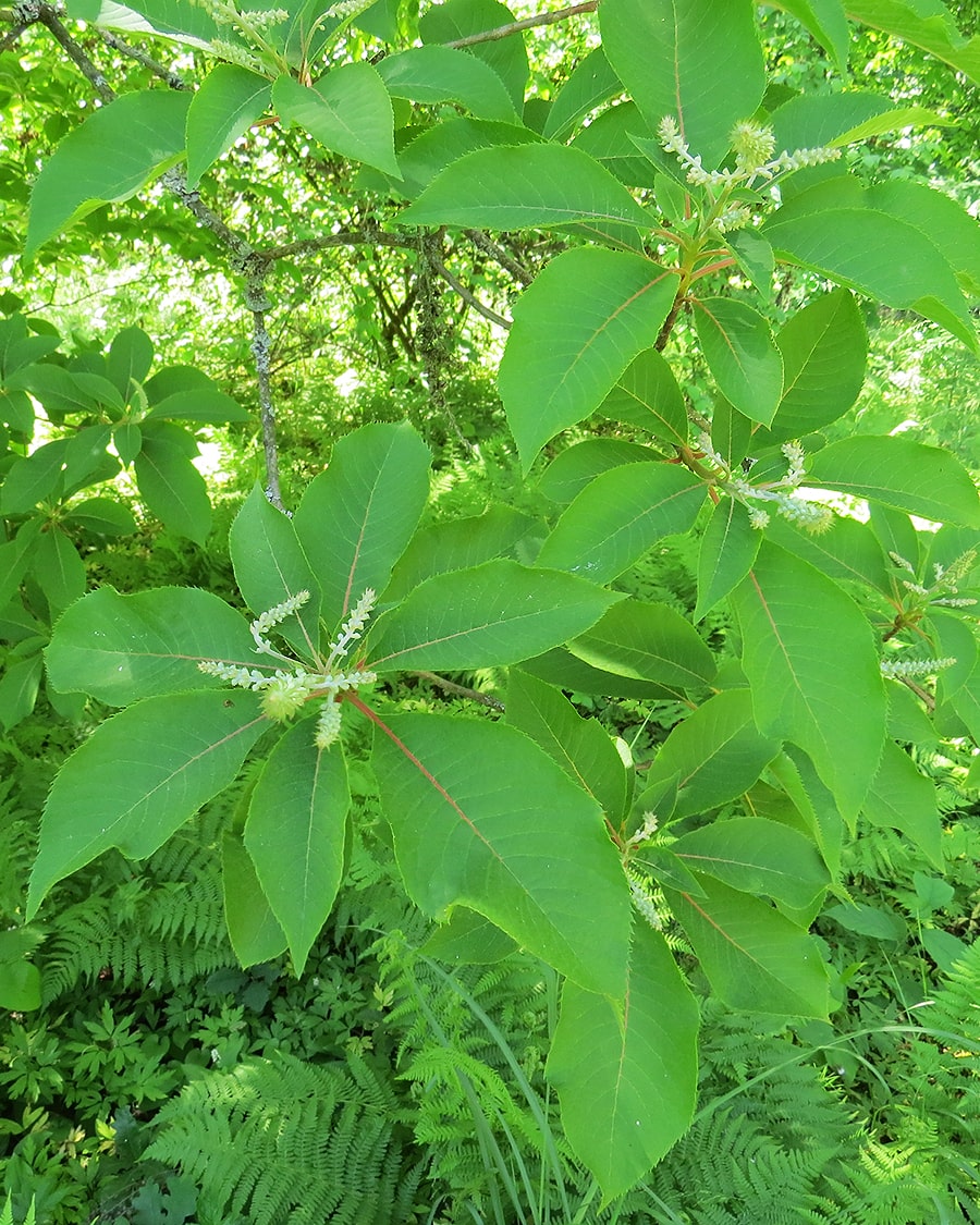 Image of Clethra barbinervis specimen.