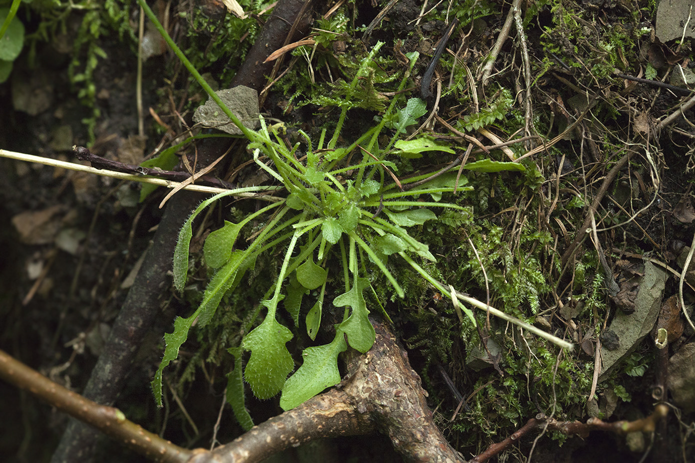 Изображение особи Arabidopsis lyrata.