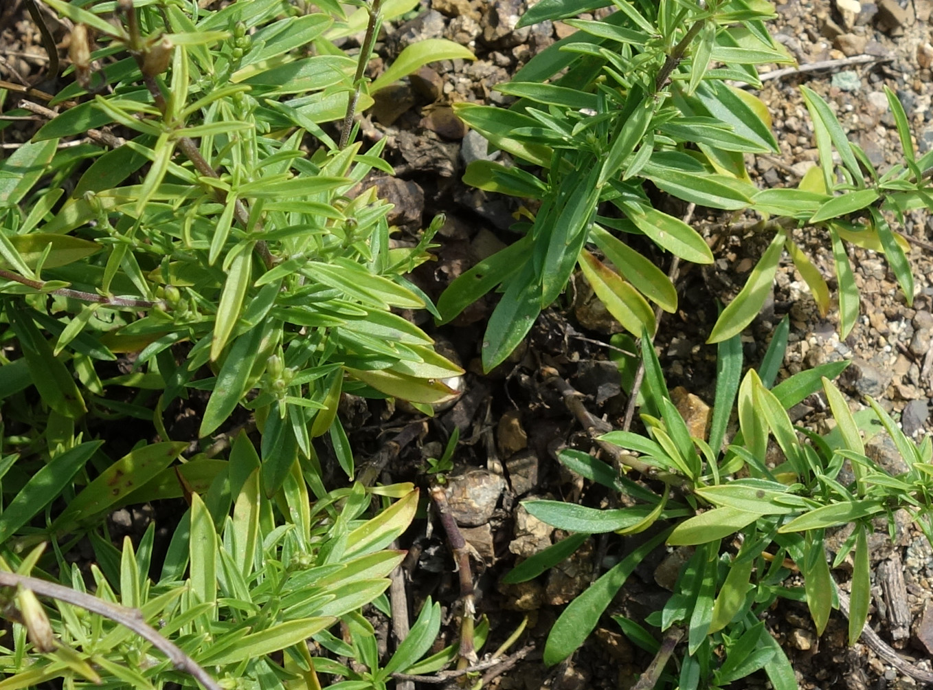 Image of Silene foliosa specimen.