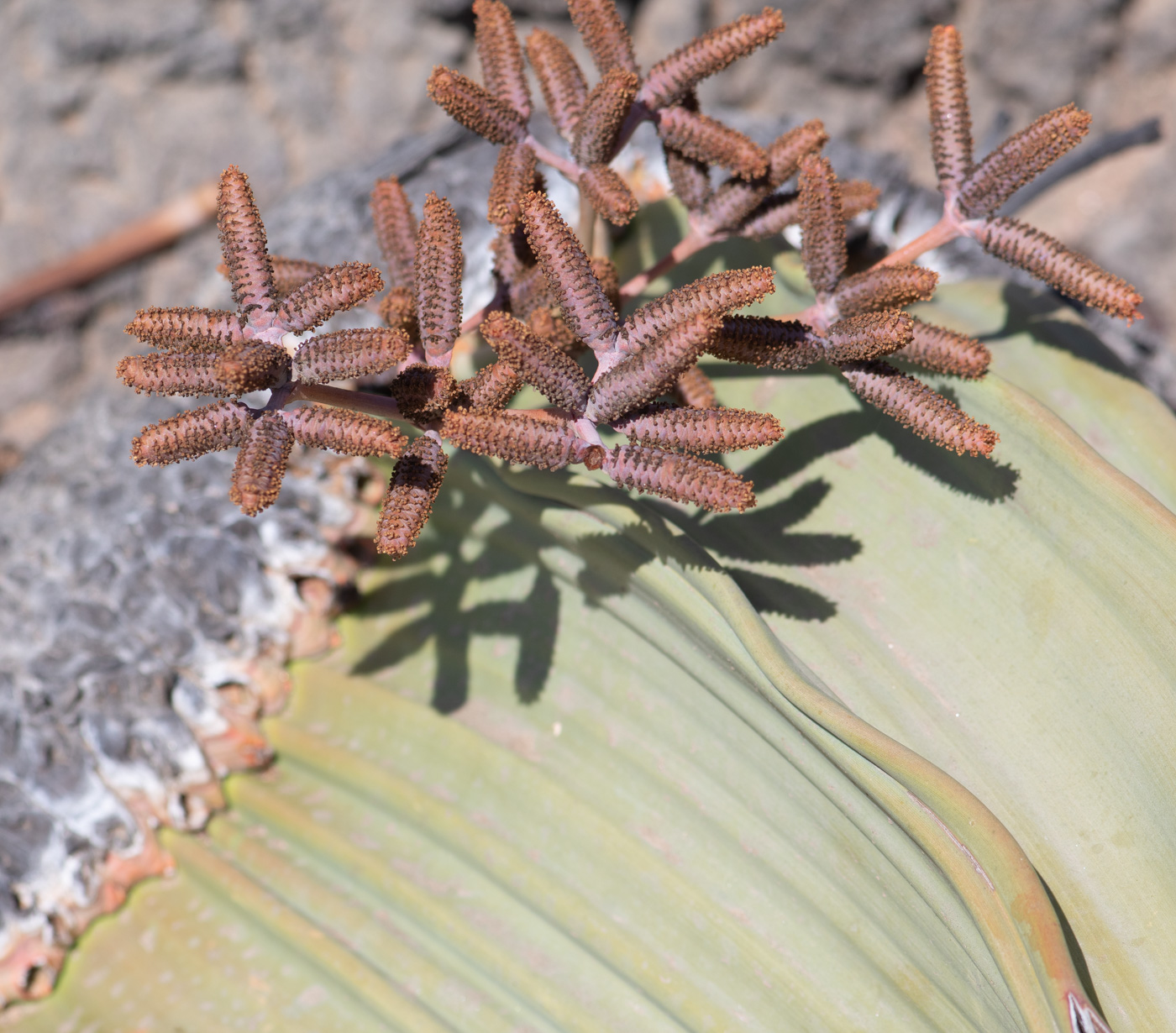 Image of Welwitschia mirabilis specimen.