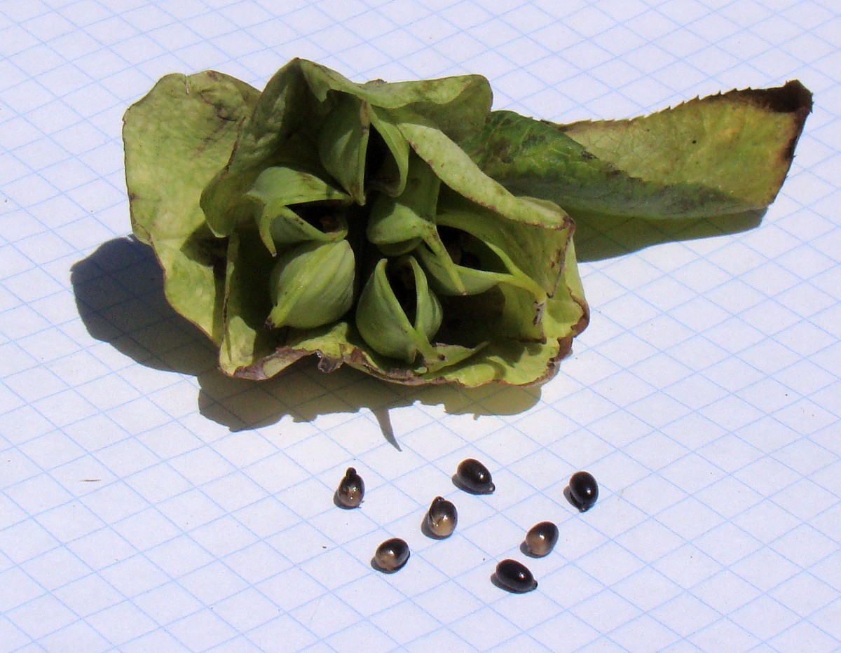 Image of Helleborus caucasicus specimen.