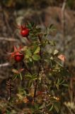 Rosa spinosissima