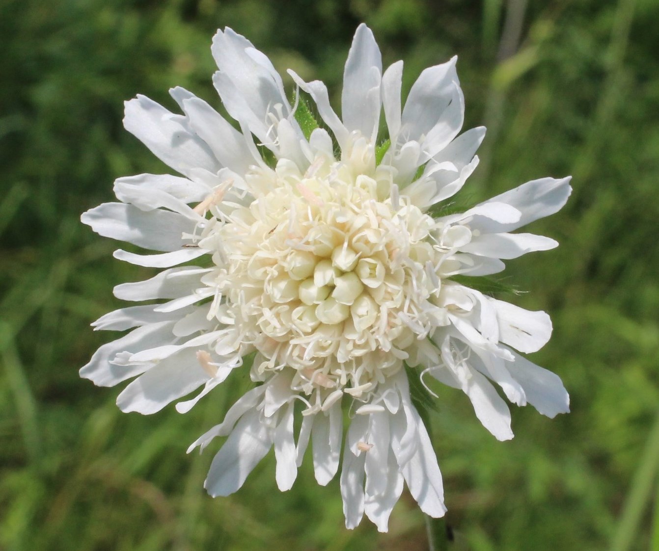 Image of Knautia tatarica specimen.