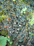 Peltigera rufescens