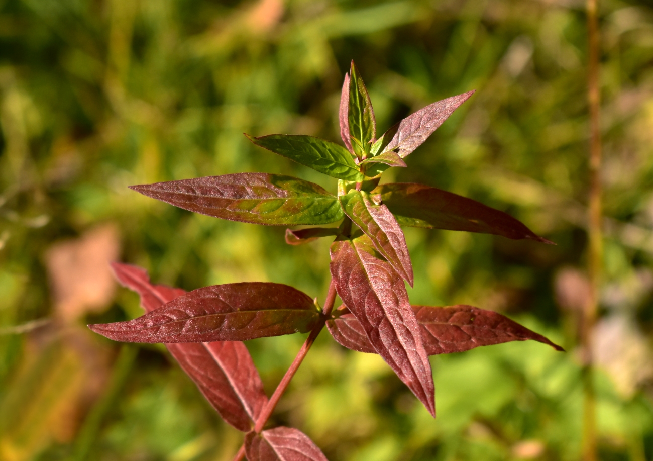 Image of Lythrum salicaria specimen.