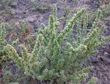 Halogeton glomeratus. Плодоносящее растение. Казахстан, Заилиский Алатау, горы Бокайдынтау, перевал Кок-Пек. 02.09.2010.