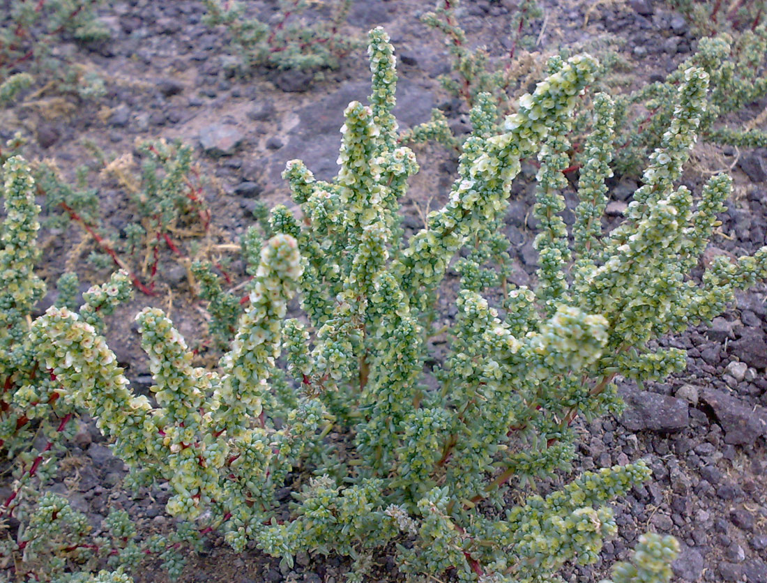 Image of Halogeton glomeratus specimen.