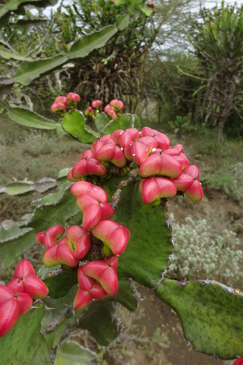 Изображение особи Euphorbia cooperi.