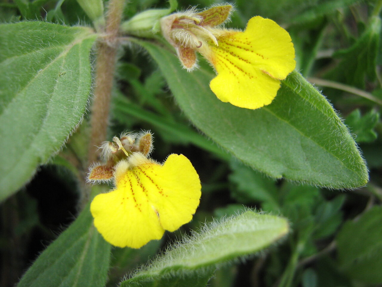 Image of Ajuga salicifolia specimen.