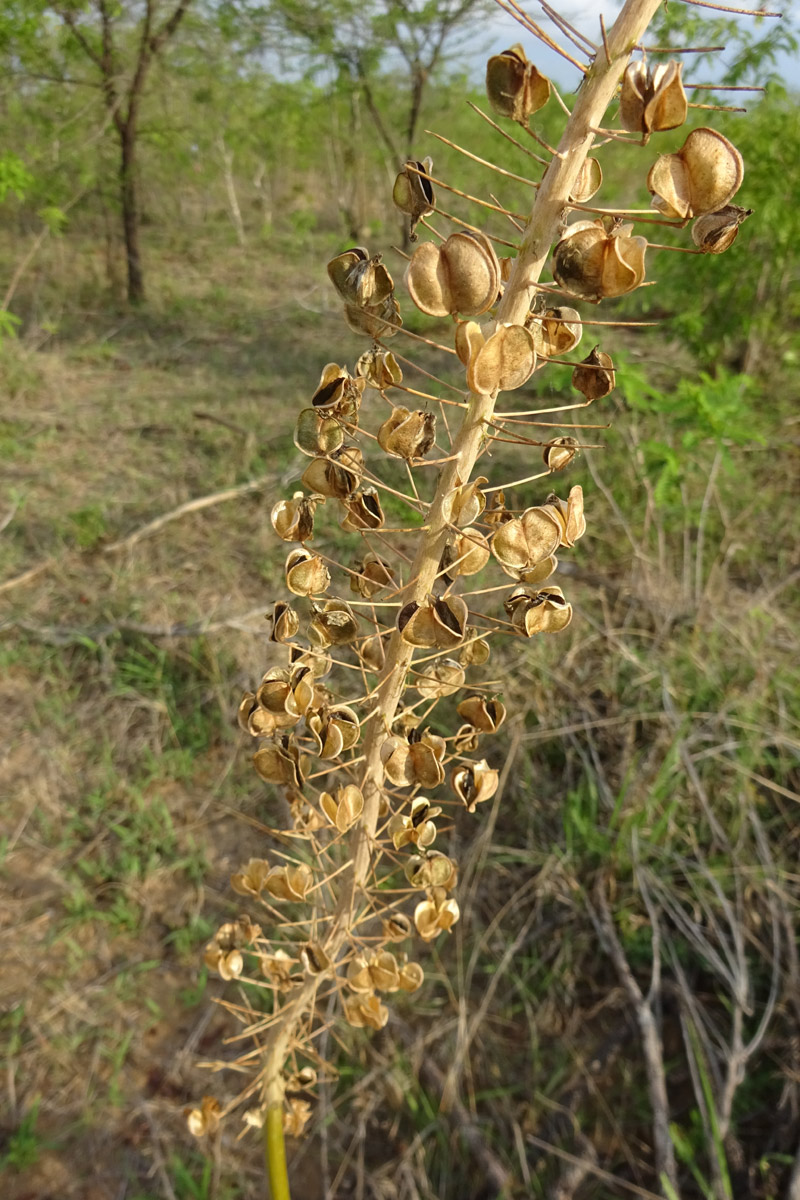Изображение особи Drimia altissima.