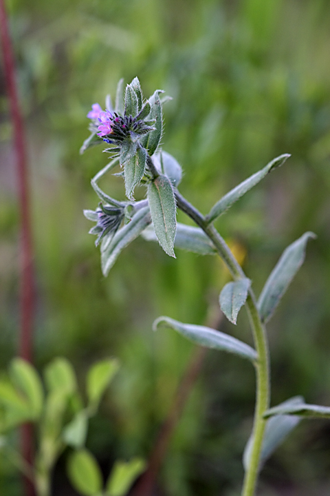 Image of Buglossoides arvensis specimen.