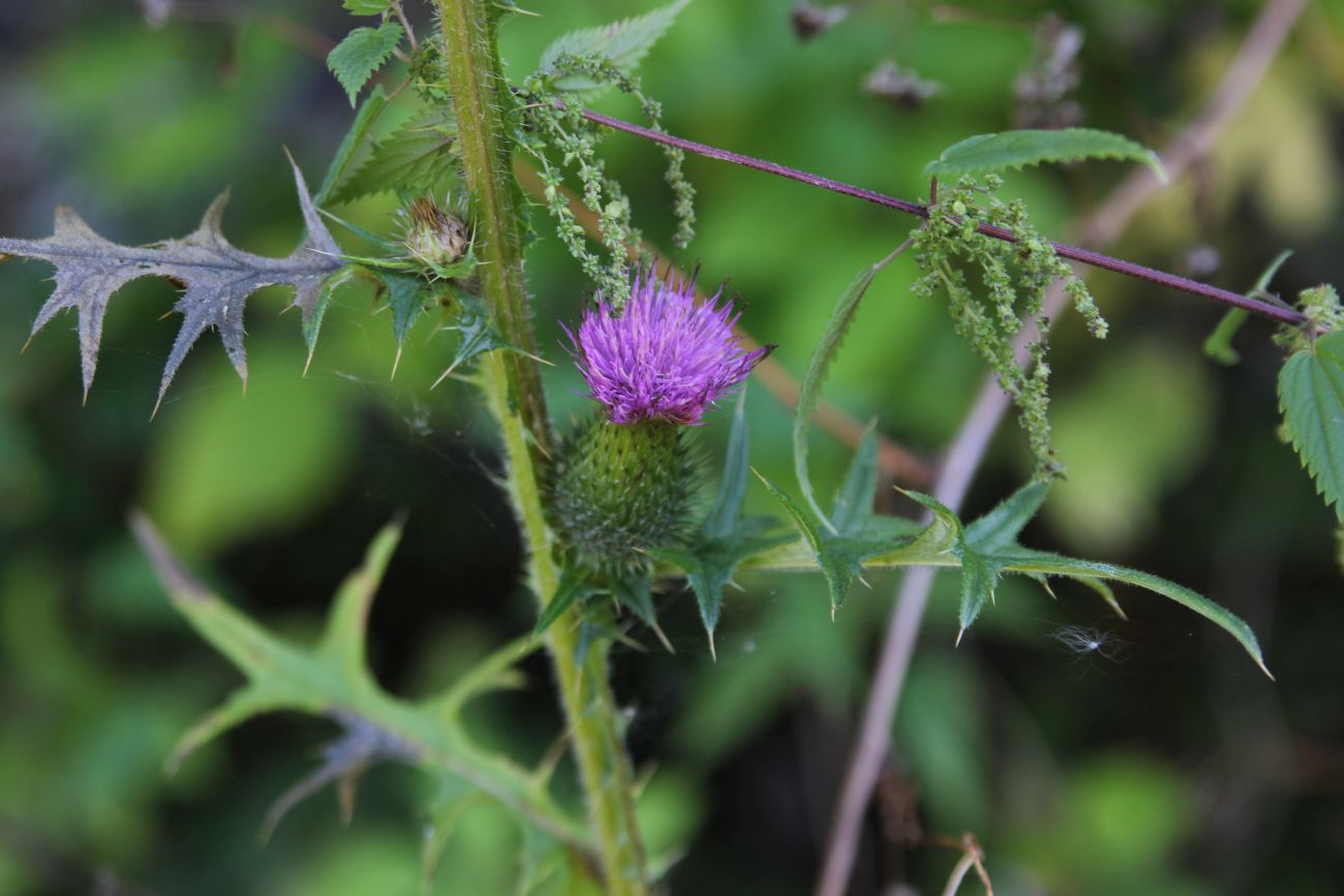 Изображение особи род Cirsium.