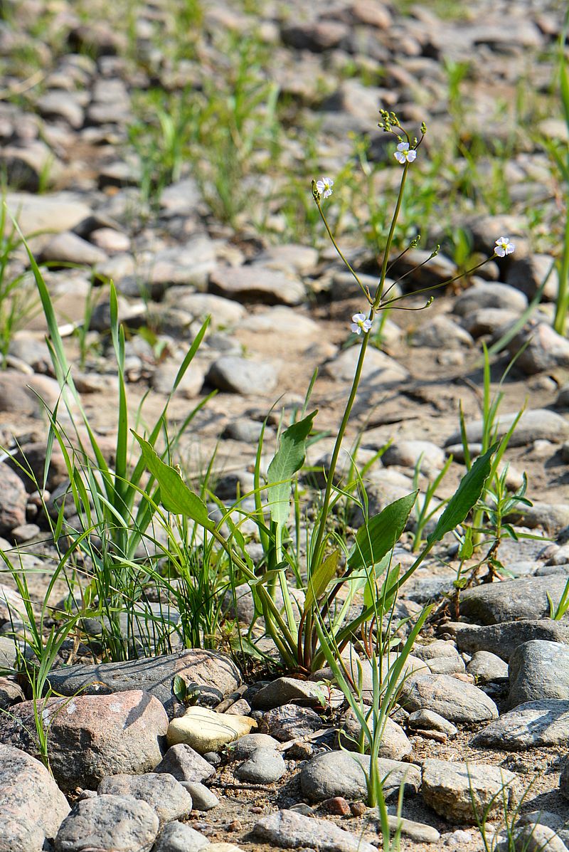 Image of Alisma juzepczukii specimen.