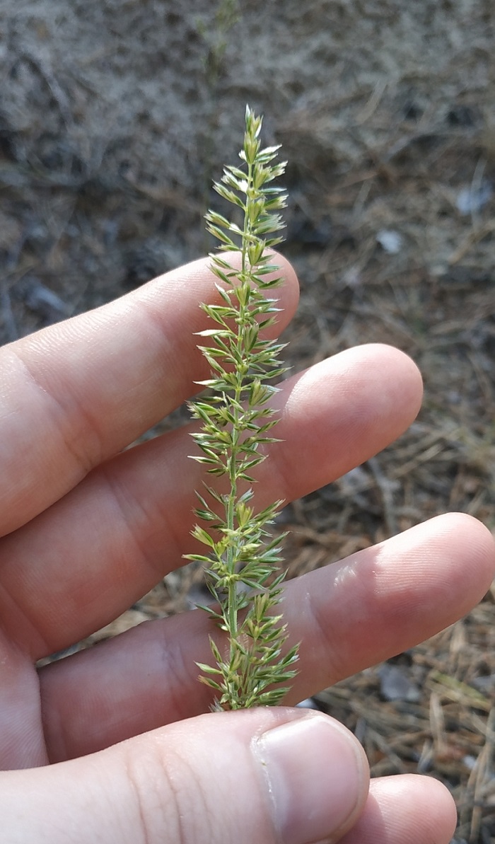 Image of Koeleria glauca specimen.