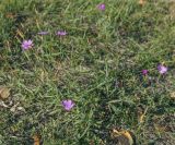 Dianthus versicolor. Цветущие растения. Татарстан, Агрызский р-н, с. Красный Бор, хозяйственный двор. 10.10.2021.