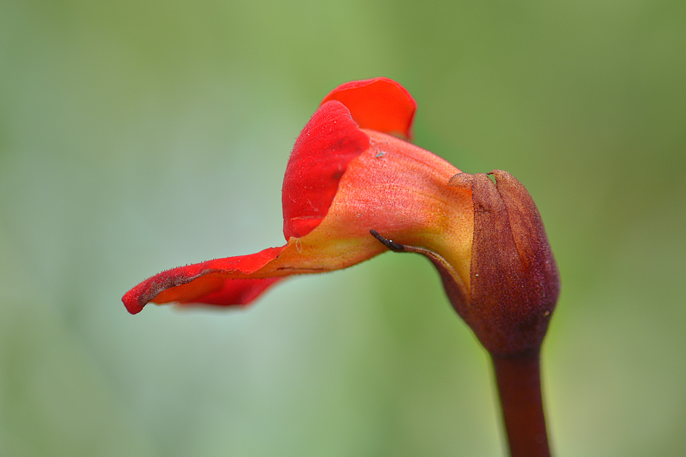 Изображение особи Phelypaea coccinea.