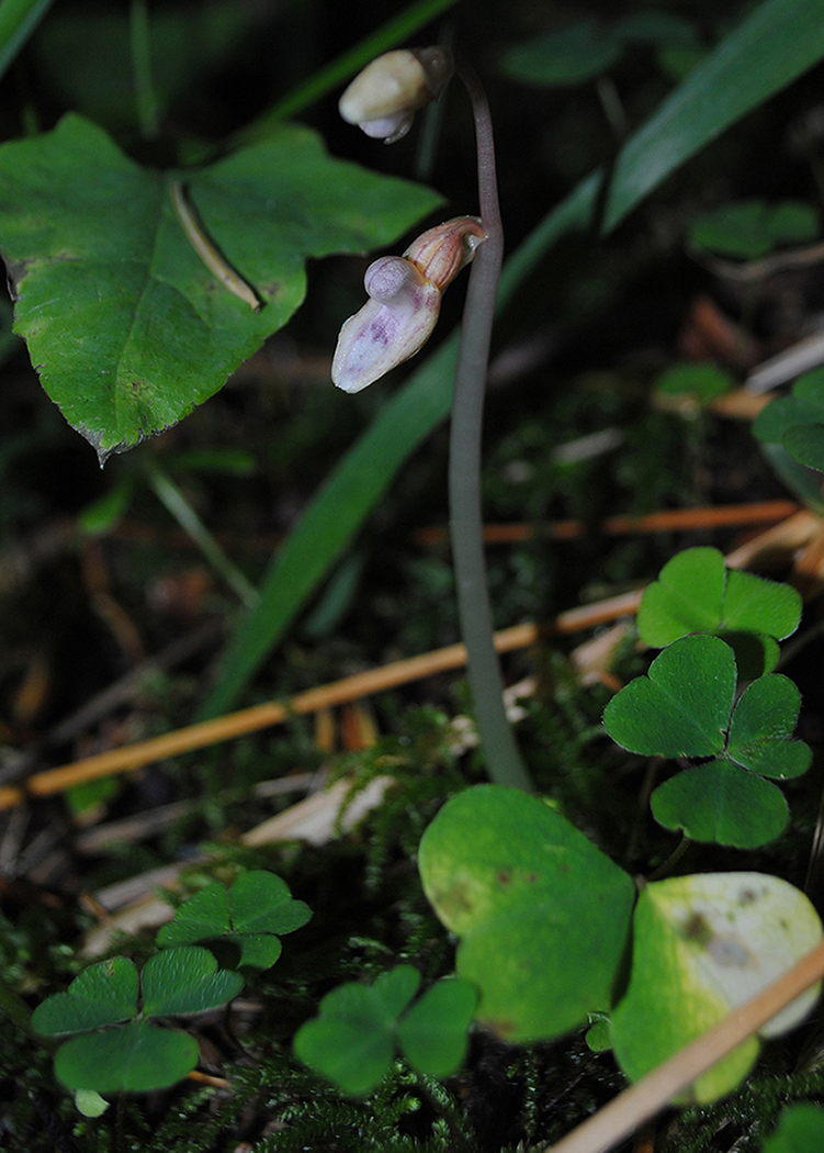 Image of Epipogium aphyllum specimen.