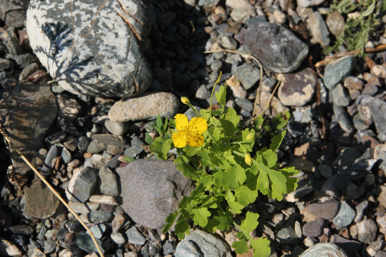 Image of Chelidonium asiaticum specimen.