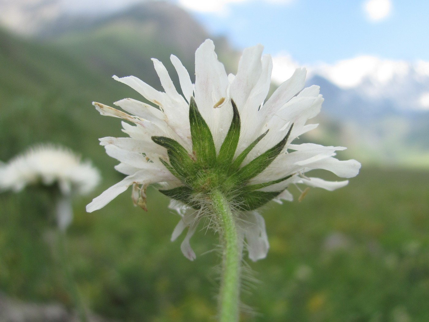 Image of Knautia involucrata specimen.