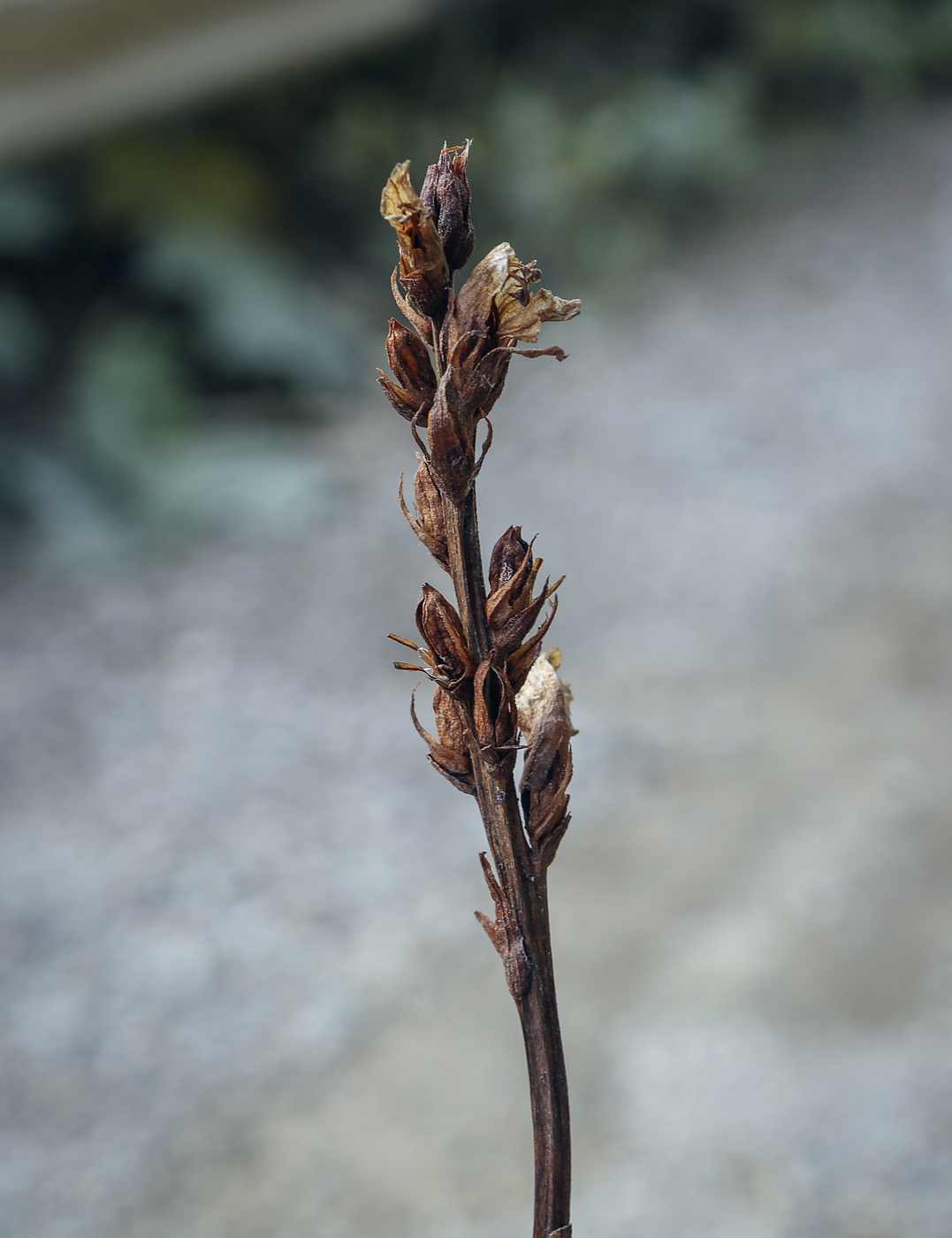 Image of genus Orobanche specimen.