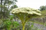 Crassula acinaciformis