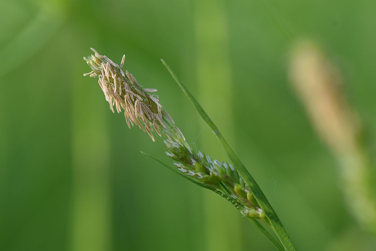 Изображение особи Carex pallescens.