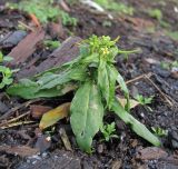 Erysimum cheiranthoides