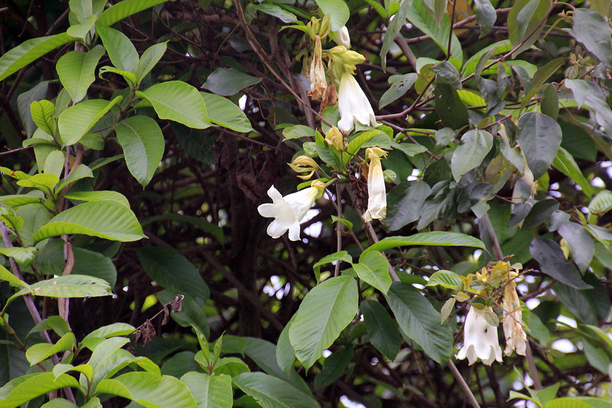 Image of Beaumontia grandiflora specimen.