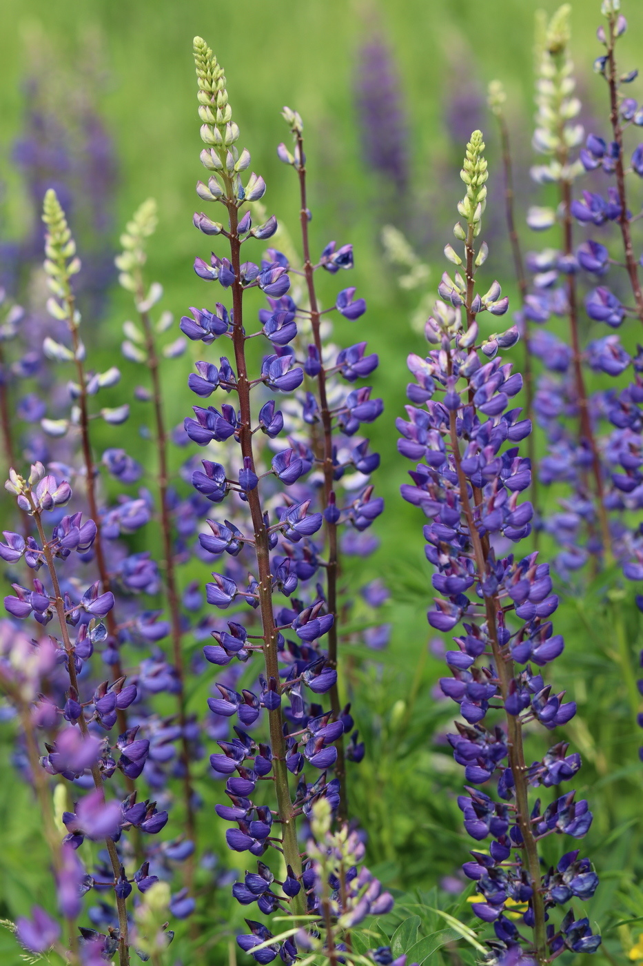 Image of Lupinus polyphyllus specimen.