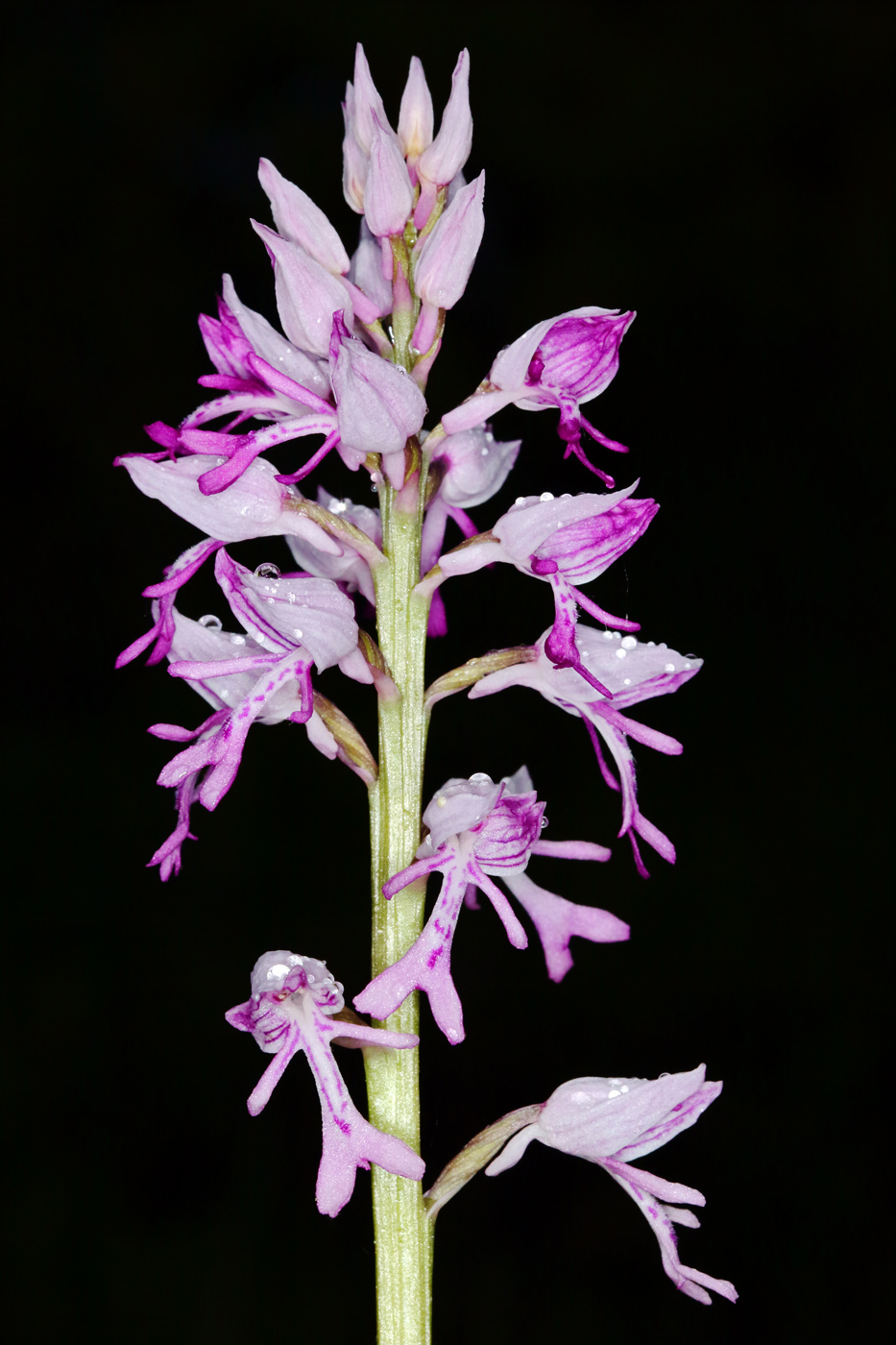 Изображение особи Orchis militaris ssp. stevenii.
