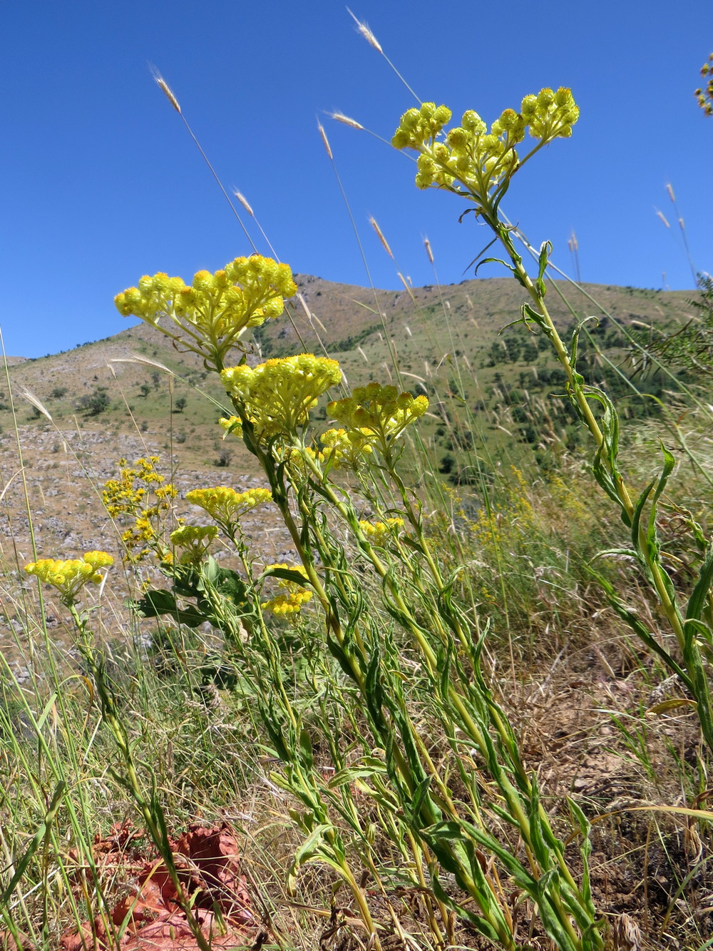 Image of Helichrysum maracandicum specimen.