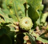 Смотреть изображение Quercus pubescens