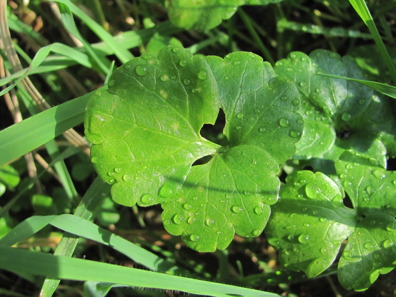 Image of genus Ranunculus specimen.