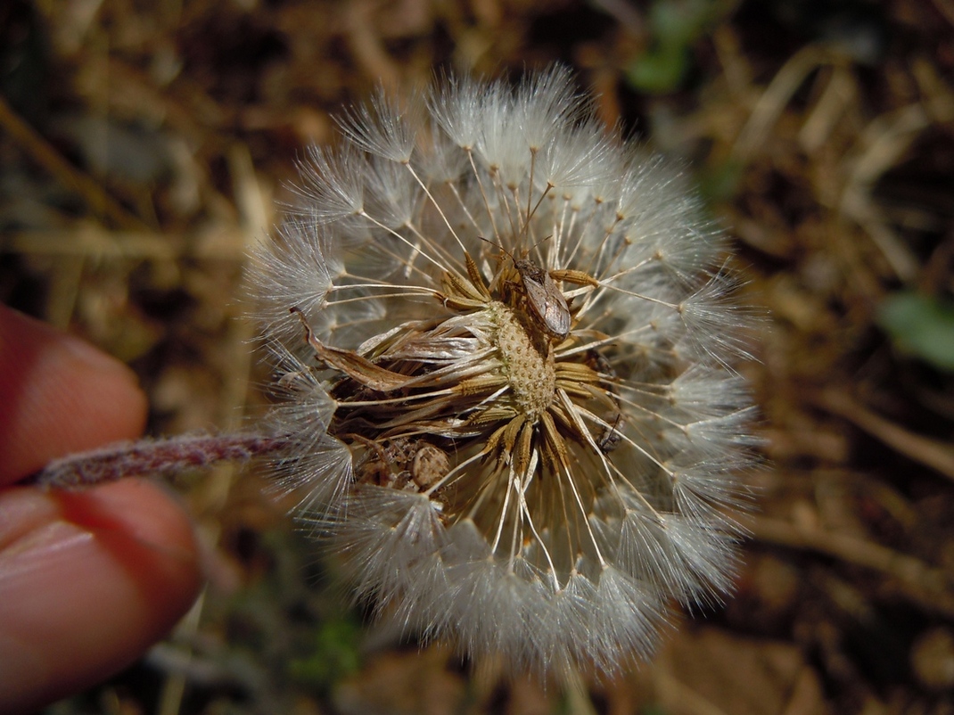 Image of genus Taraxacum specimen.