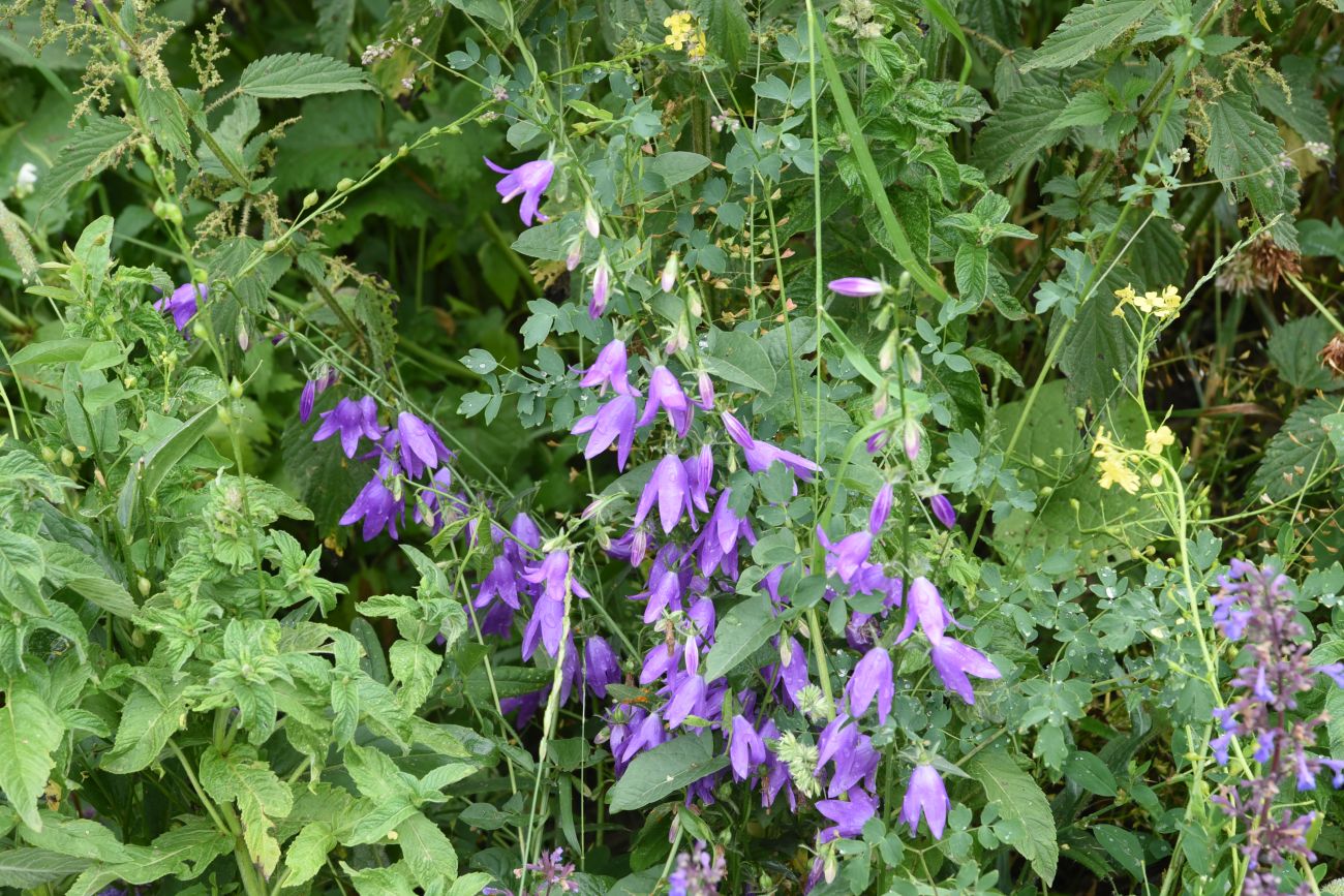 Изображение особи Campanula rapunculoides.