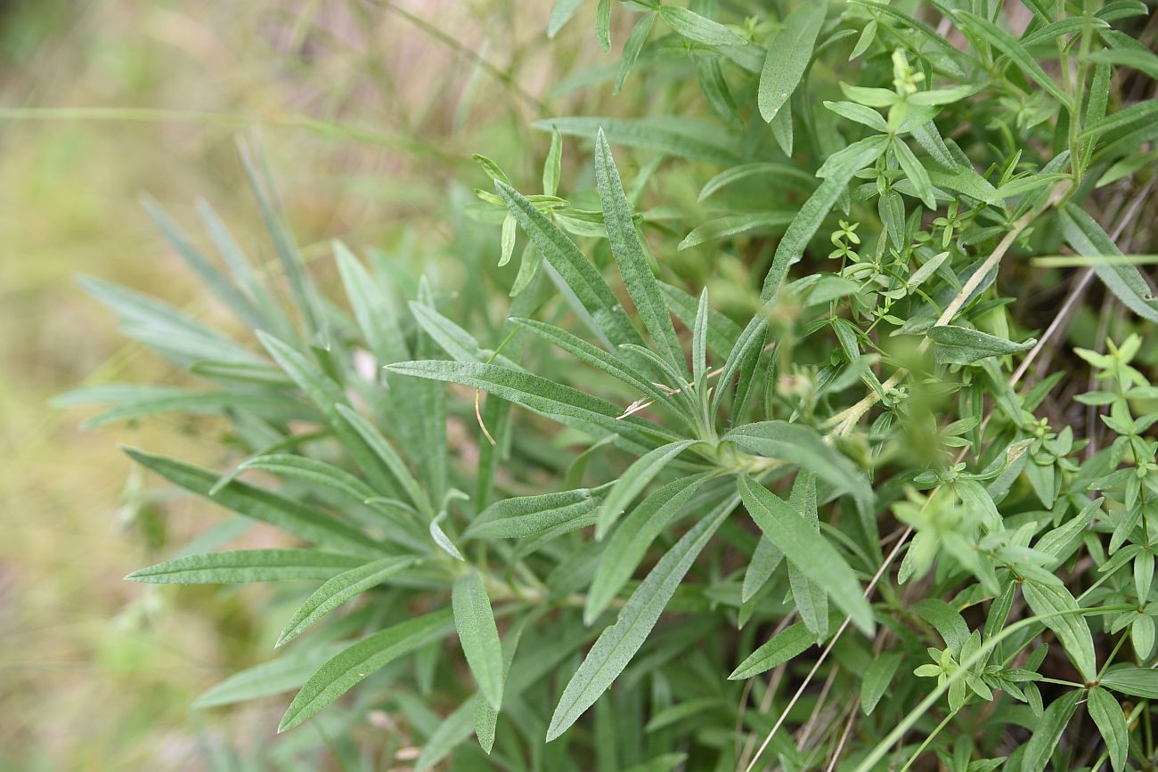 Image of genus Onosma specimen.