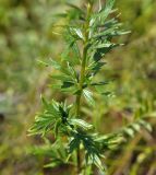 Thalictrum amurense