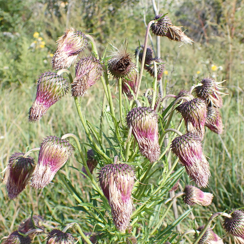 Image of Cirsium pendulum specimen.