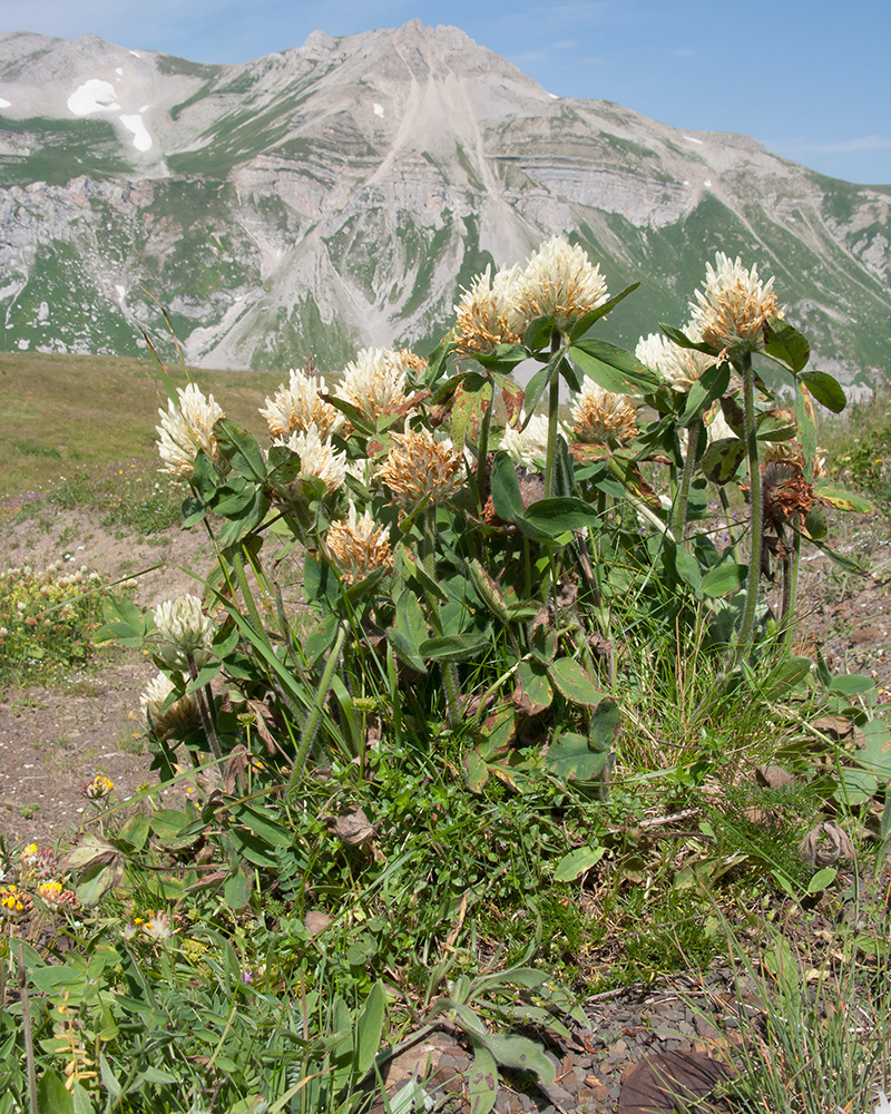 Image of Trifolium canescens specimen.