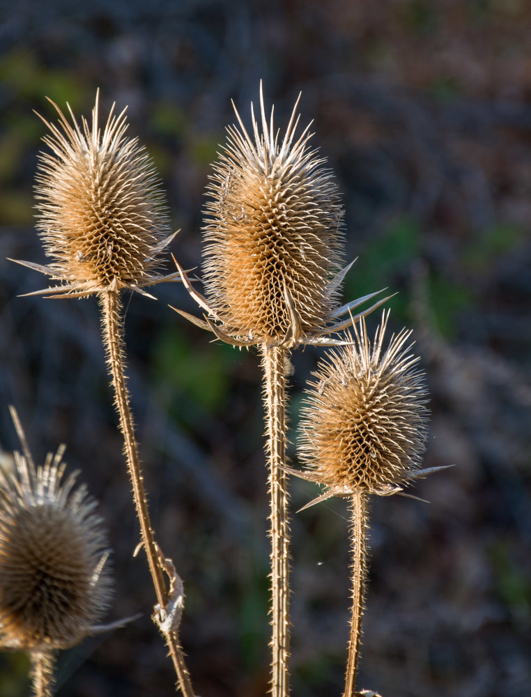 Image of Dipsacus laciniatus specimen.